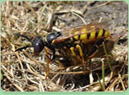 wasp control Kendal